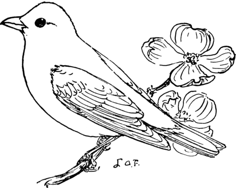 Scarlet Tanager Coloring Page